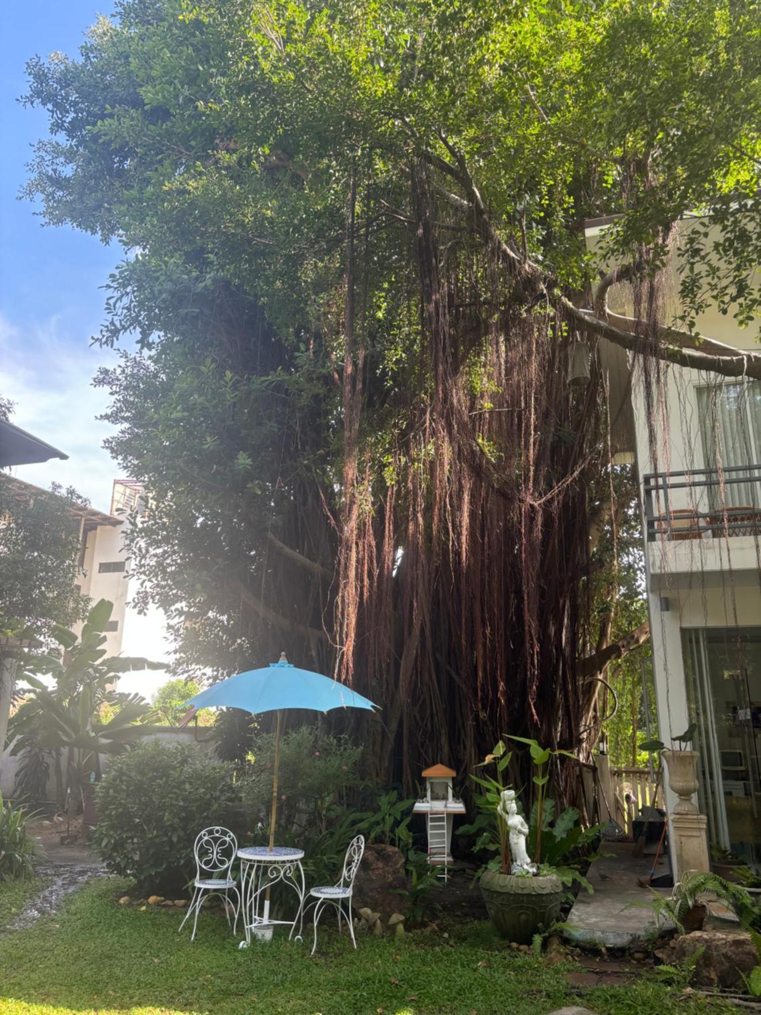 Banyan House Samui Bed And Breakfast (Adults Only) Chaweng  Exterior photo